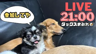 【犬７頭と暮らすおっさん】ぬめちゃん登場でさらにダックスだらけLIVE