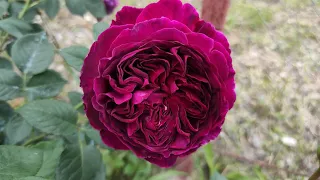 Лучшая роза моего сада МАНСТЕД ВУД. и ее соседи