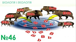 46. РОЗВ’ЯЗУВАННЯ ТИПОВИХ ЗАДАЧ З ГЕНЕТИКИ. ГЕНЕТИКА ПОПУЛЯЦІЙ / Біологія і екологія