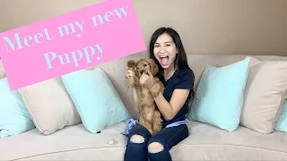 Meet My New Puppy!