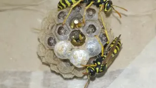 Life cycle of a paper wasp nest (Polistes dominula, colony "do-2") 2020