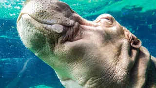 World's Deadliest Creature Hippopotamus in Lake Tanganyika Burundi Africa | Tanganyika's Hippos |FHD