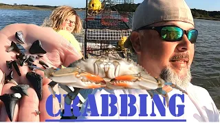BLUE CRAB Crabbing for male and female Blue Crabs in SC/SHARK TEETH FINDS