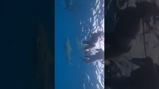 shark diving in Jupiter Florida August 2020(1)