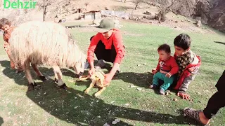 An unforgettable day with Ali and the children, witnessing the charming birth of a sheep