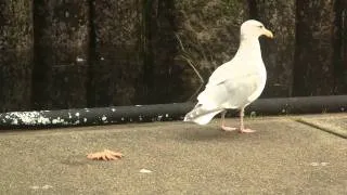 Gull & Starfish. Чайка и морская звезда (934sp)