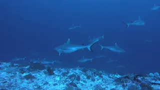 Throng of sharks hunting