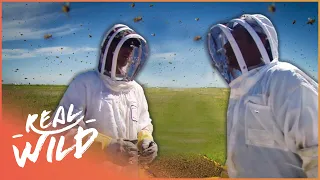 The Dangerous Bees That Have Killed Over 1000 People | Real Wild