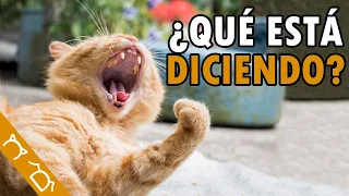 10 Tipos De Maullidos De Los Gatos Y SU SIGNIFICADO | Por Qué Mi Gato Maúlla Mucho | Gatos Maullando