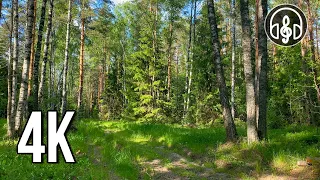 Atmospheric sounds of the May forest. Morning birds singing. 6 hours of 4K video.
