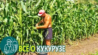 🌽 Всё о кукурузе 🌽 Выращивание кукурузы конвейерным способом по технологии Гордеевых