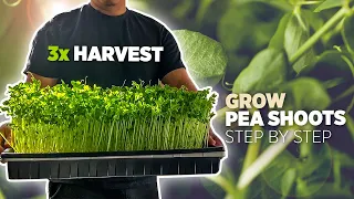 EP7: Pea shoots are delicious, so why not grow them in just 7 days and harvest again and again