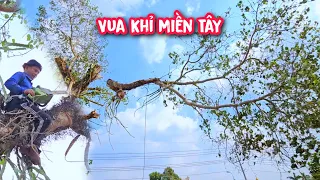 Lạnh sống lưng !!! Khi Vua khỉ cưa 2 nhánh cây Bồ đề Khủng bay tự do Phần cuối (4/4).