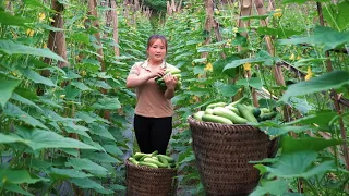 Harvest a lot of cucumbers to sell, Cover the ground to make a good corn garden