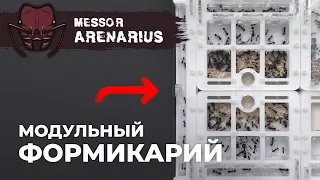 БОЛЬШОЕ РАСШИРЕНИЕ МУРАВЬИНОЙ ФЕРМЫ | Giant harvester ant | Messor arenarius