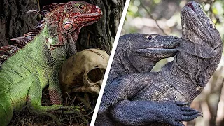 The World's Deadliest Monster Lizards