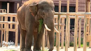 Зоопарк під час війни: як рятували слона та інших тварин