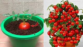 How to grow tomatoes at home @relaxgarden86 @ShafikulGarden
