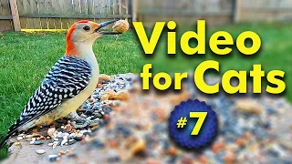 Video for Cats to Watch and Enjoy - Bird and Squirrel Watching - Birding with your cat! | Video 7
