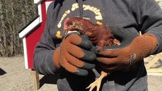 CHICKENS Booted Out of the SHOP...Greenhouse Water Collection