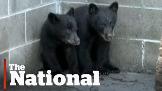 Conservation officer refuses to kill bear cubs