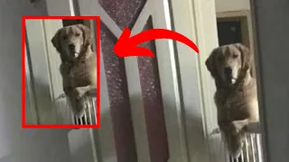 Un Hombre Vio Que Su Perro Lo Miraba Dormir Cada Noche Y Se Dio Cuenta De La Desgarradora Verdad