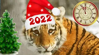 2023 ГОД ТИГРА идет в новый 2023 год🎄футажи для видеомонтажа🎄новогодний футаж в 2023 году