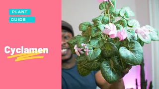 Cyclamen Care Guide | All you need to know