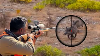 INSANE WILD BOAR HUNTING SHOTS, BEST MOMENTS, HOG HUNTING #hunting #wildlife