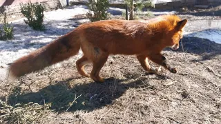 Alf the Fox Takes First Steps