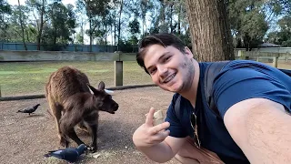 American Foreigner Plays with Kangaroo's and Koala Bears in Sydney, Australia! 🇦🇺