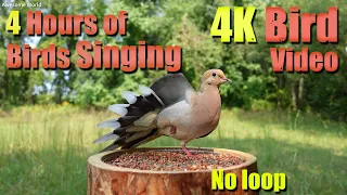 Cat TV, ASMR 4 HOURS of Birds Singing, No loop, 4K Bird, Digital Stress Relief Therapy, AW 009-2