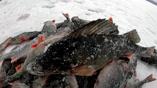 ОКУНИ ЛОПАТЫ на МОРМЫШКУ!  Рыбалка в глухозимье. Карелия, Онего.