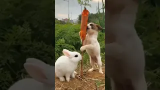 cute rabbit and dog !! cute friendship 💞