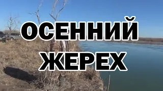 осенний жерех