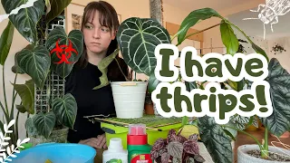 I have THRIPS 😩 How To Get Rid Of Them FAST 🪳STEP by STEP Treatment, Pest Prevention, Extra Tips🌿