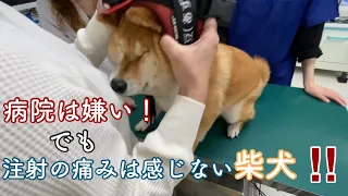 【狂犬病　注射】あずきさんの大っ嫌いな病院で注射して来ました！　浪速の柴犬　shibainu