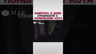 🎬Кот глаза которого видит смерть🎬