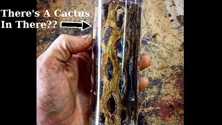 Casting Cholla Cactus Skeleton In Clear Resin