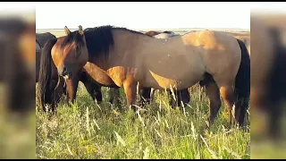 Ақтөбе облысы Хромтау ауданы Али шқ муғалжар айғырлары 87015524322 inst:@mugalzhar_zhylkysy_aktobe