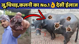 गाय/भैंस में जूॅ ,चिचडी,कलनी का देसी ईलाज|Ju,chichdi ka desi|How to remove ticks from cow/buffalo.