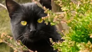 black cats do not happen much. черных кошек много не бывает.