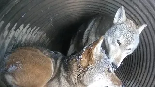 Red Wolf Lovingly Cleans Snow Off His Mate