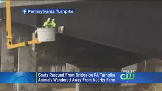 2 Goats Rescued After Wandering Onto Pennsylvania Bridge