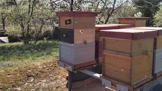 Mein Winter Projekt in Arbeit. Bienen- Wandern mit Anhänger//18. April 2022