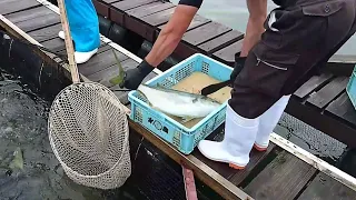 IKEJIME The Best Way To Kill Fish and Keep them Fresh | Humane Method Of Fish Slaughter