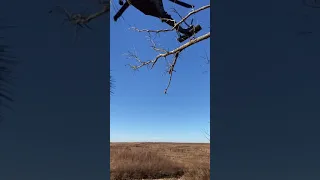 Blackhawk flyover