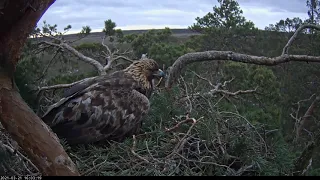 Kaljukotkas - First egg 2021-03-21