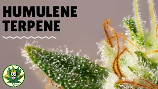 Humulene Cannabis Terpene - My Favorite Budtender