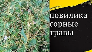 УЛОВКА ПРЕРИЙ!! От неё нет спасения!! Повилика.#повилика